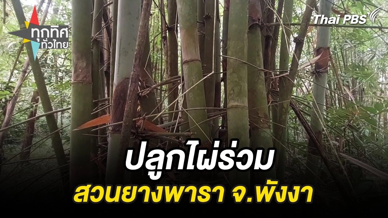 ปลูกไผ่ร่วมสวนยางพารา จ.พังงา