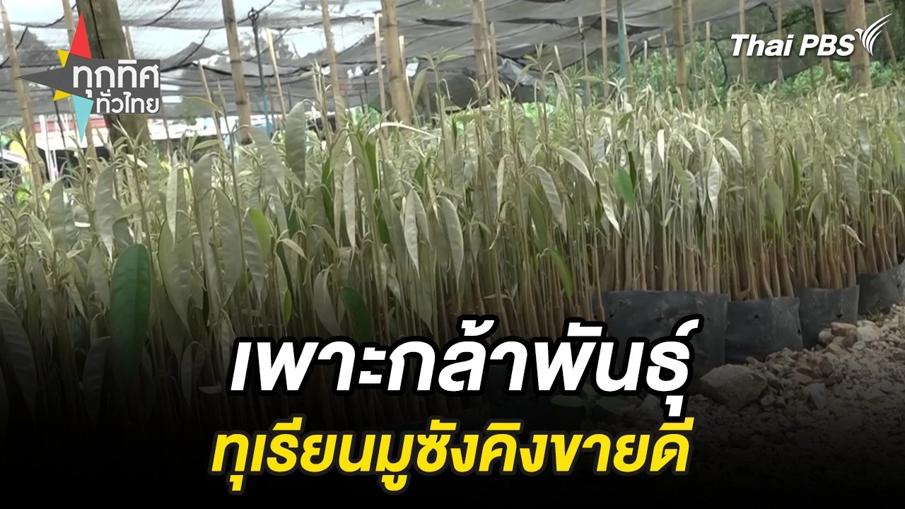 เพาะกล้าพันธุ์ทุเรียนมูซังคิงขายดี จ.ยะลา