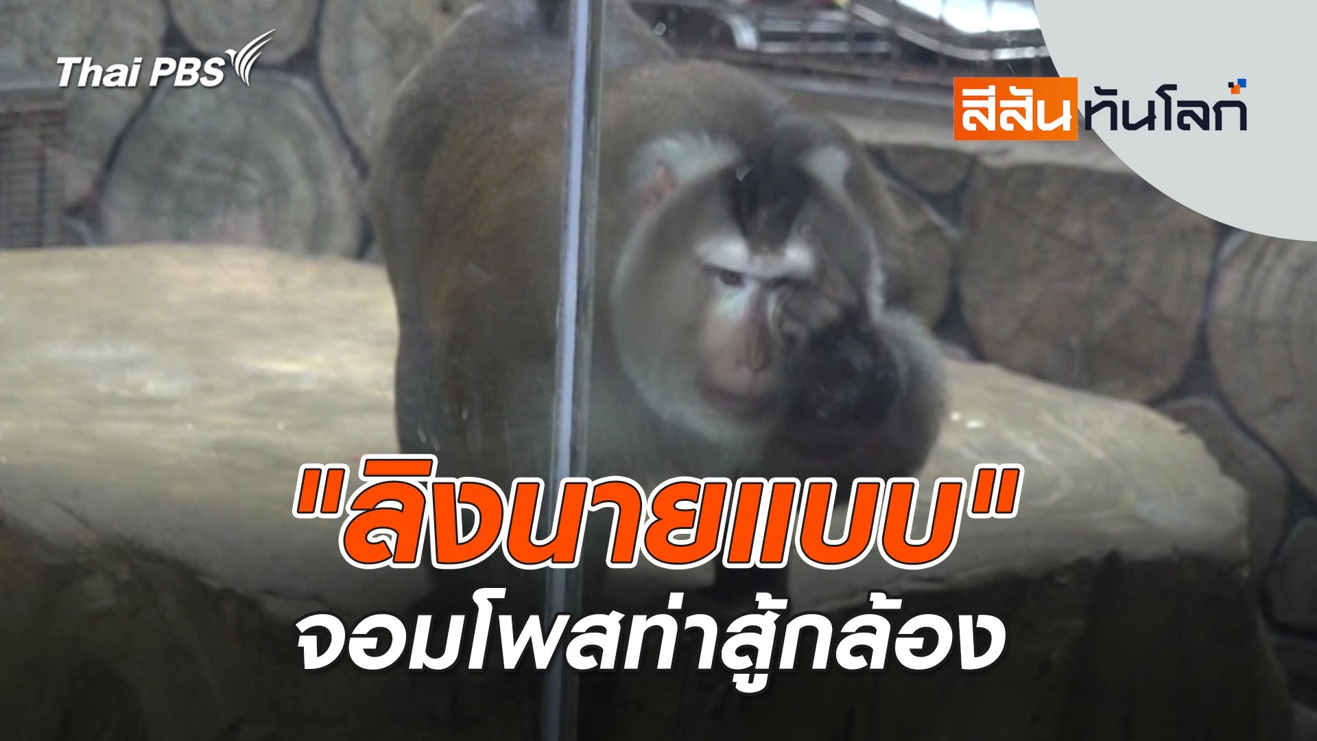 "ลิงนายแบบ" จอมโพสท่าสู้กล้อง | สีสันทันโลก | 10 ส.ค. 67