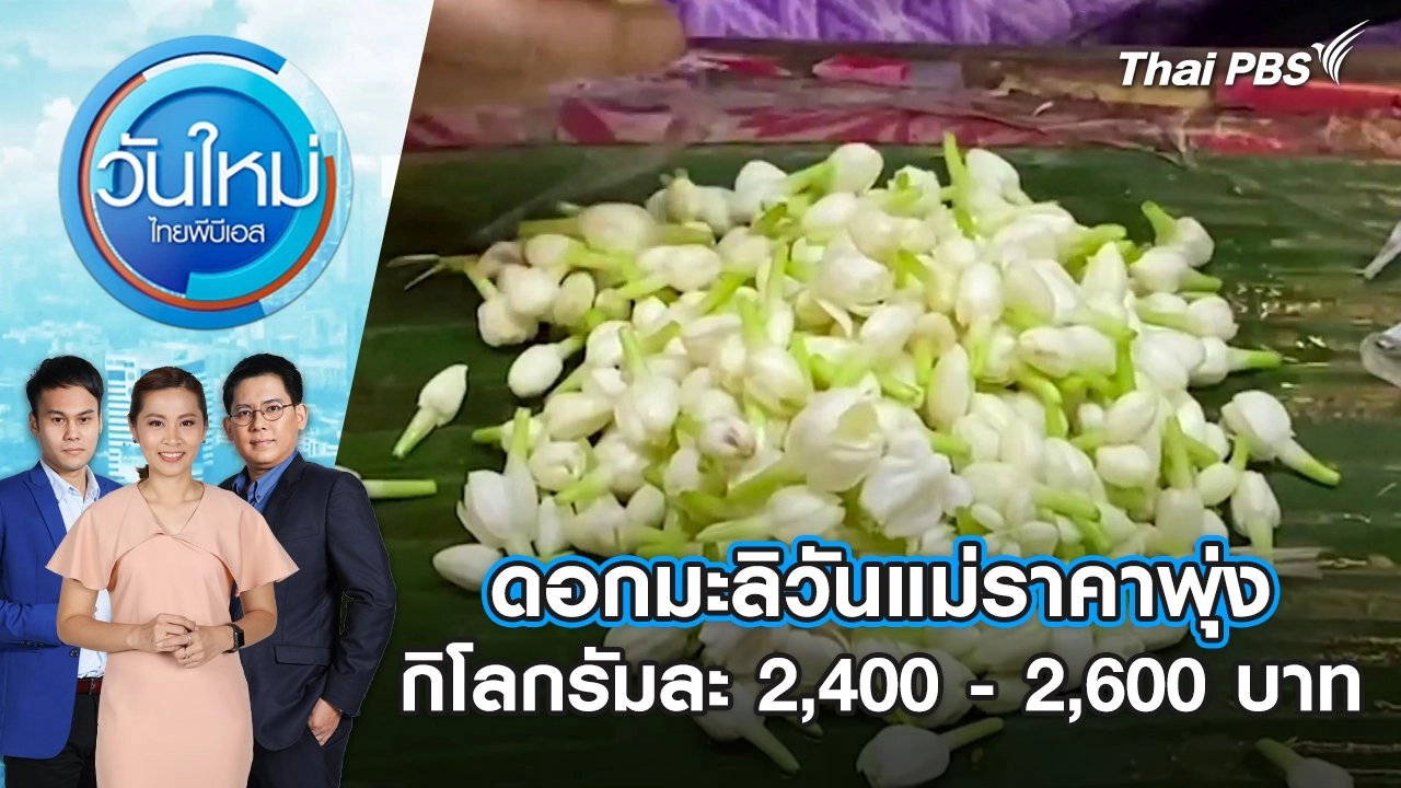 ดอกมะลิวันแม่ราคาพุ่ง กิโลกรัมละ 2,400-2,600 บาท | วันใหม่ ไทยพีบีเอส | 12 ส.ค. 67