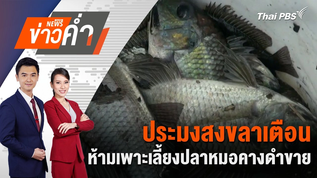 ประมงสงขลาเตือน ห้ามเพาะเลี้ยงปลาหมอคางดำขาย | 11 ส.ค. 67