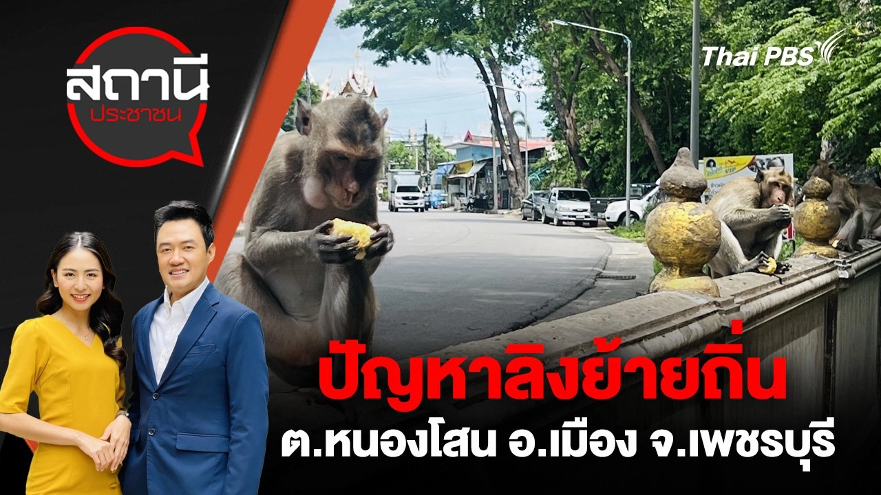 ปัญหาลิงย้ายถิ่น ต.หนองโสน อ.เมือง จ.เพชรบุรี