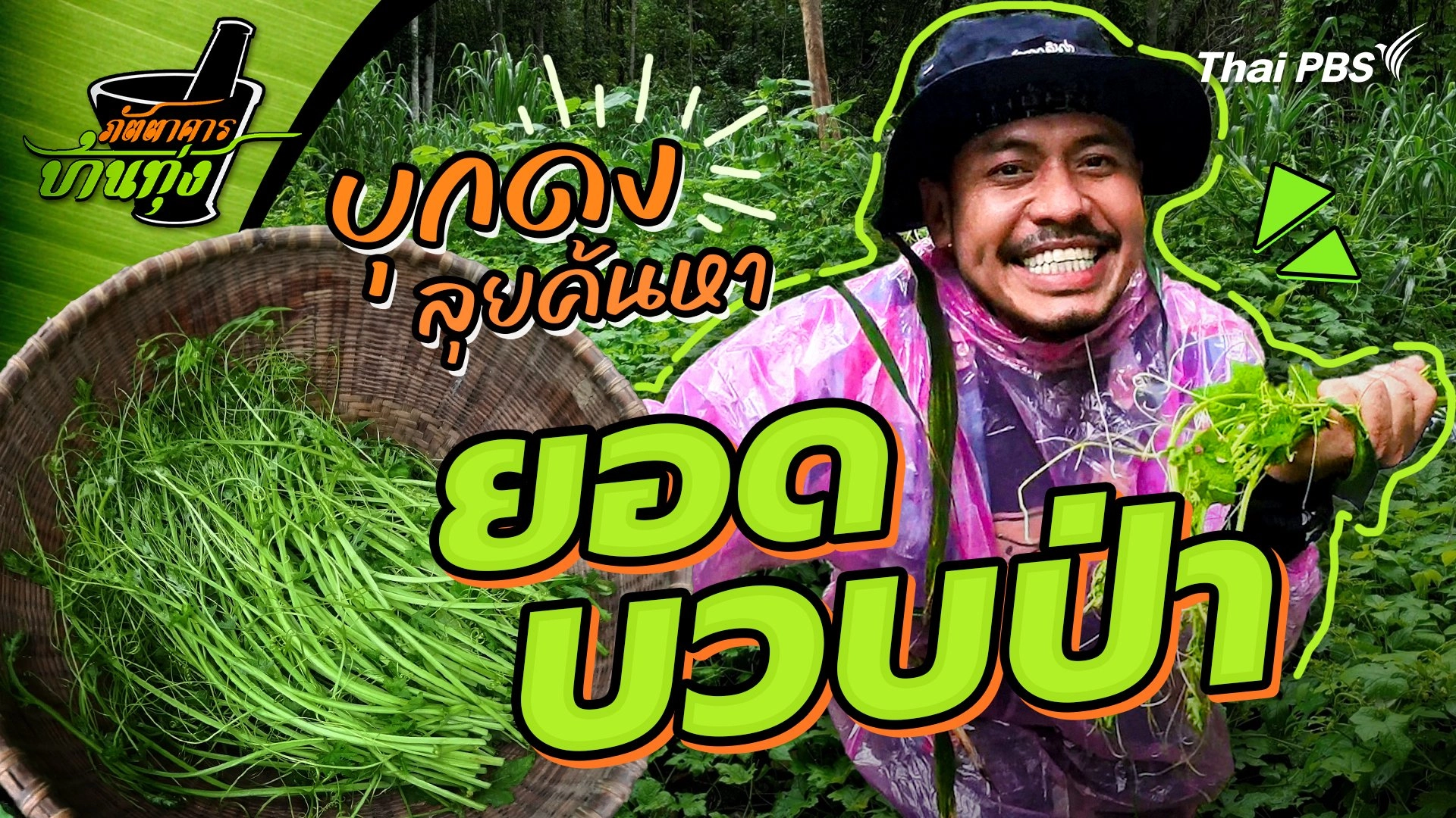 ยอดบวบป่า