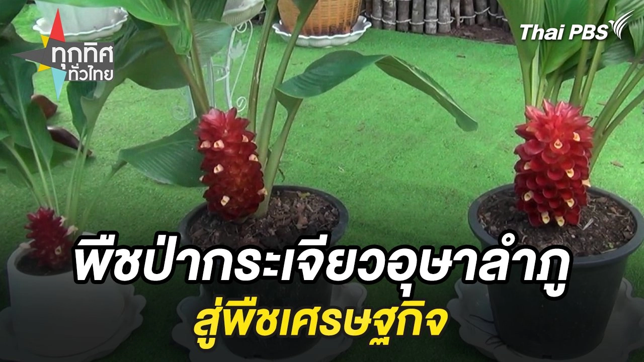 พืชป่ากระเจียวอุษาลำภูสู่พืชเศรษฐกิจ