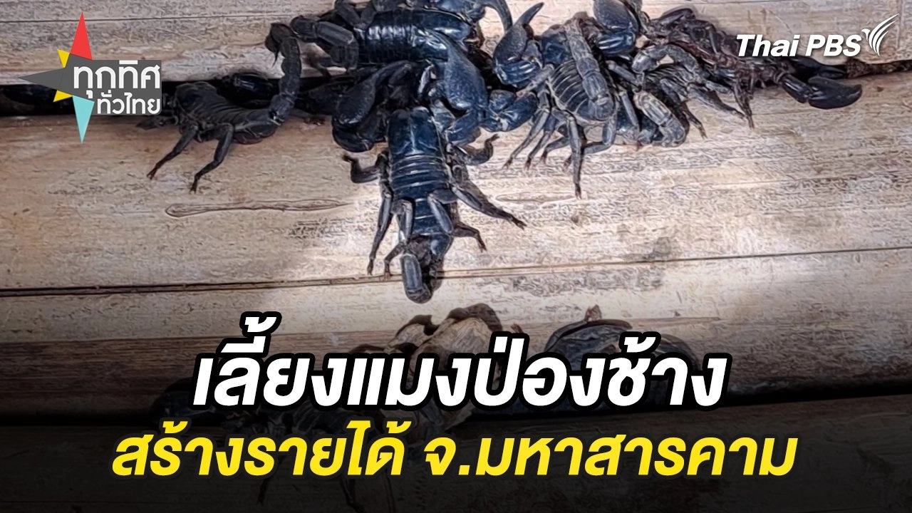 เลี้ยงแมงป่องช้างสร้างรายได้ จ.มหาสารคาม