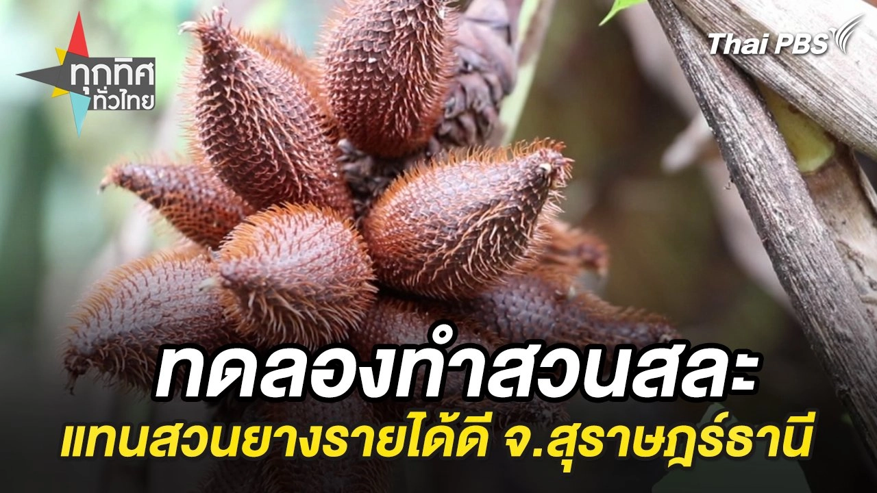 ทดลองทำสวนสละแทนสวนยางรายได้ดี จ.สุราษฎร์ธานี