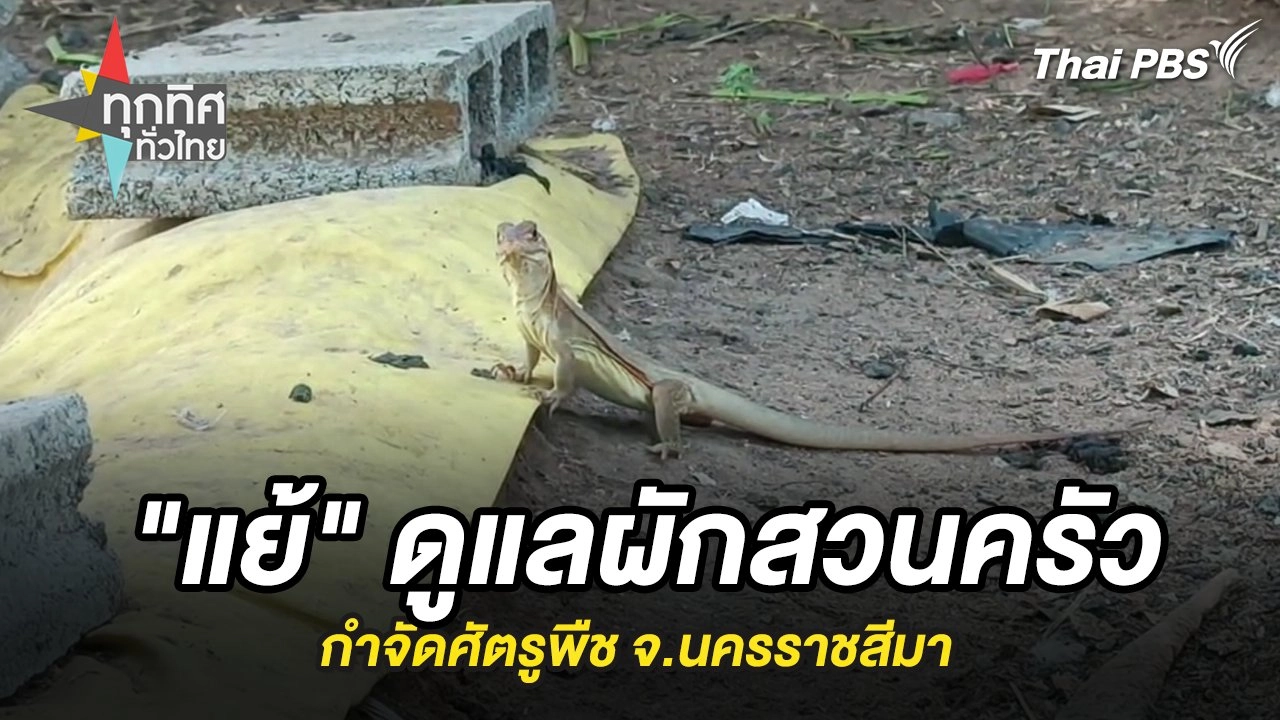 "แย้" ดูแลผักสวนครัวกำจัดศัตรูพืช จ.นครราชสีมา