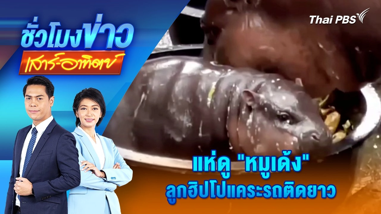 แห่ดู "หมูเด้ง" ลูกฮิปโปแคระรถติดยาว | ชั่วโมงข่าว เสาร์ - อาทิตย์ | 15 ก.ย. 67