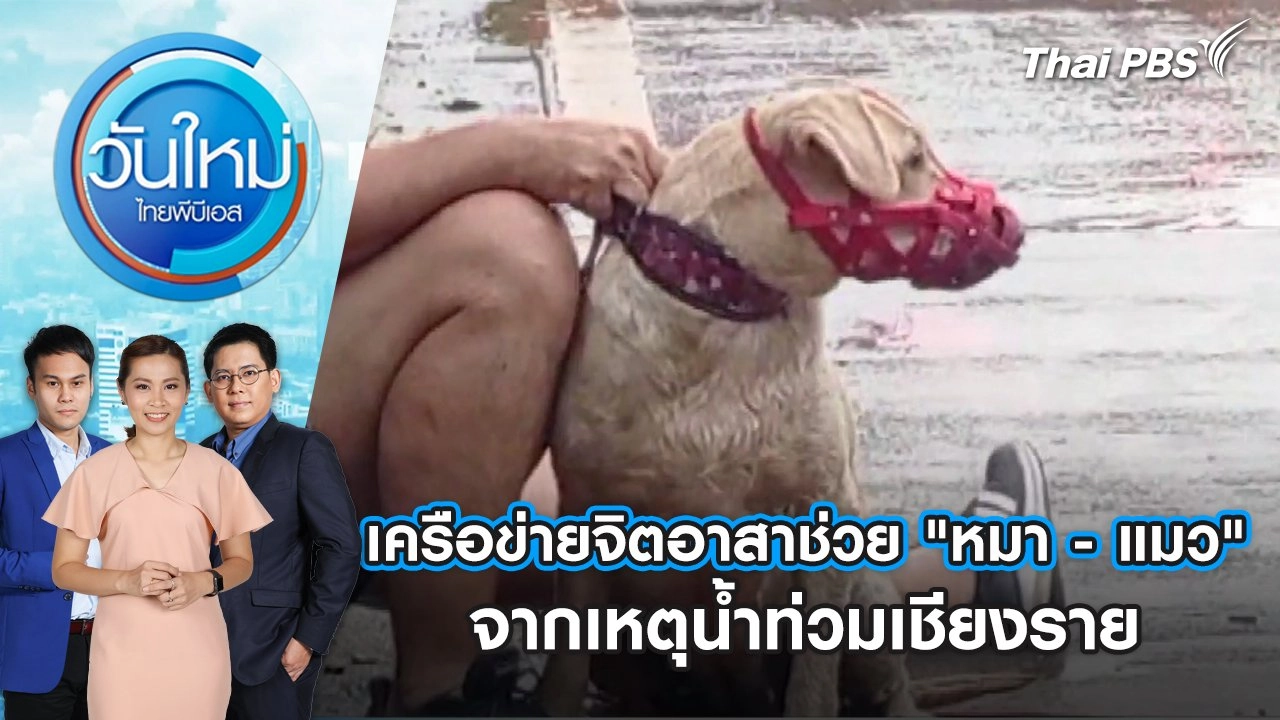 เครือข่ายจิตอาสาช่วย "หมา - แมว" จากเหตุน้ำท่วมเชียงราย | วันใหม่ ไทยพีบีเอส | 13 ก.ย. 67