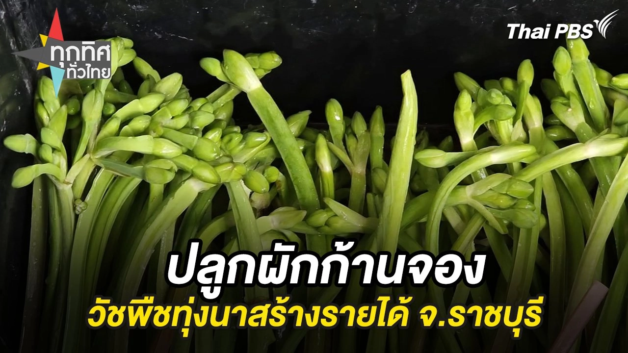 ปลูกผักก้านจองวัชพืชทุ่งนาสร้างรายได้ จ.ราชบุรี
