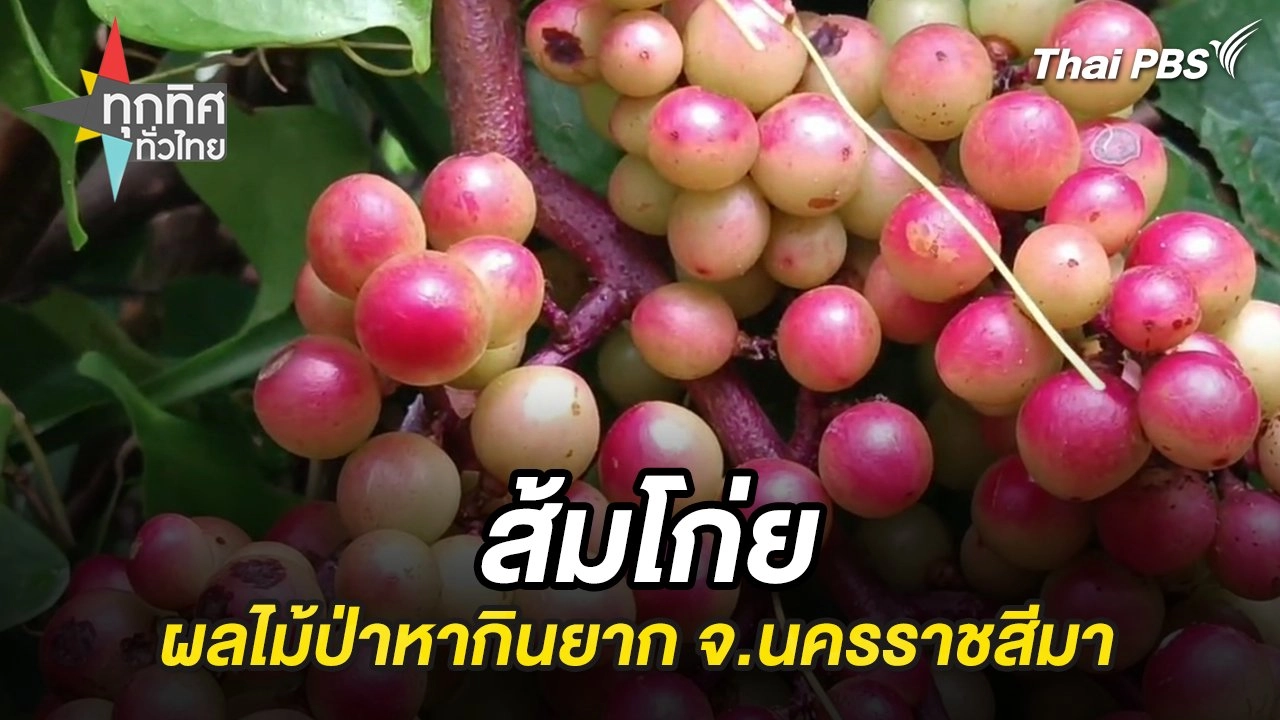 ส้มโก่ย ผลไม้ป่าหากินยาก จ.นครราชสีมา
