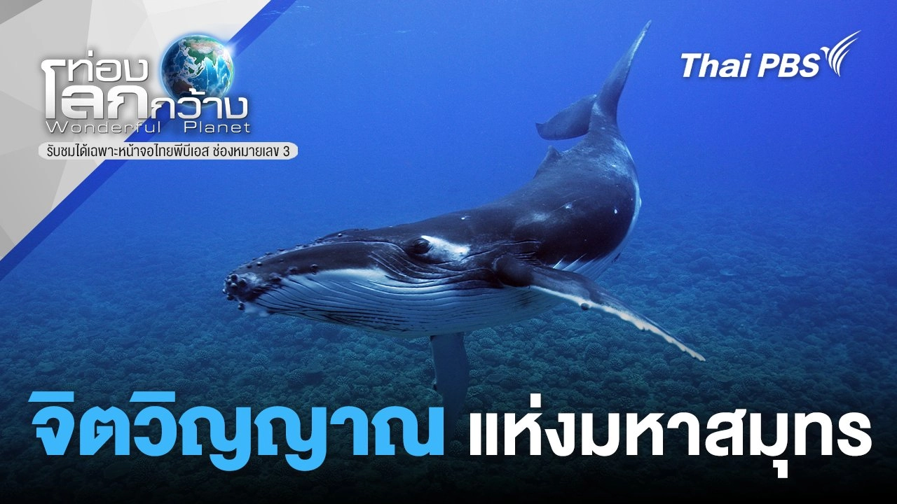 จิตวิญญาณแห่งมหาสมุทร