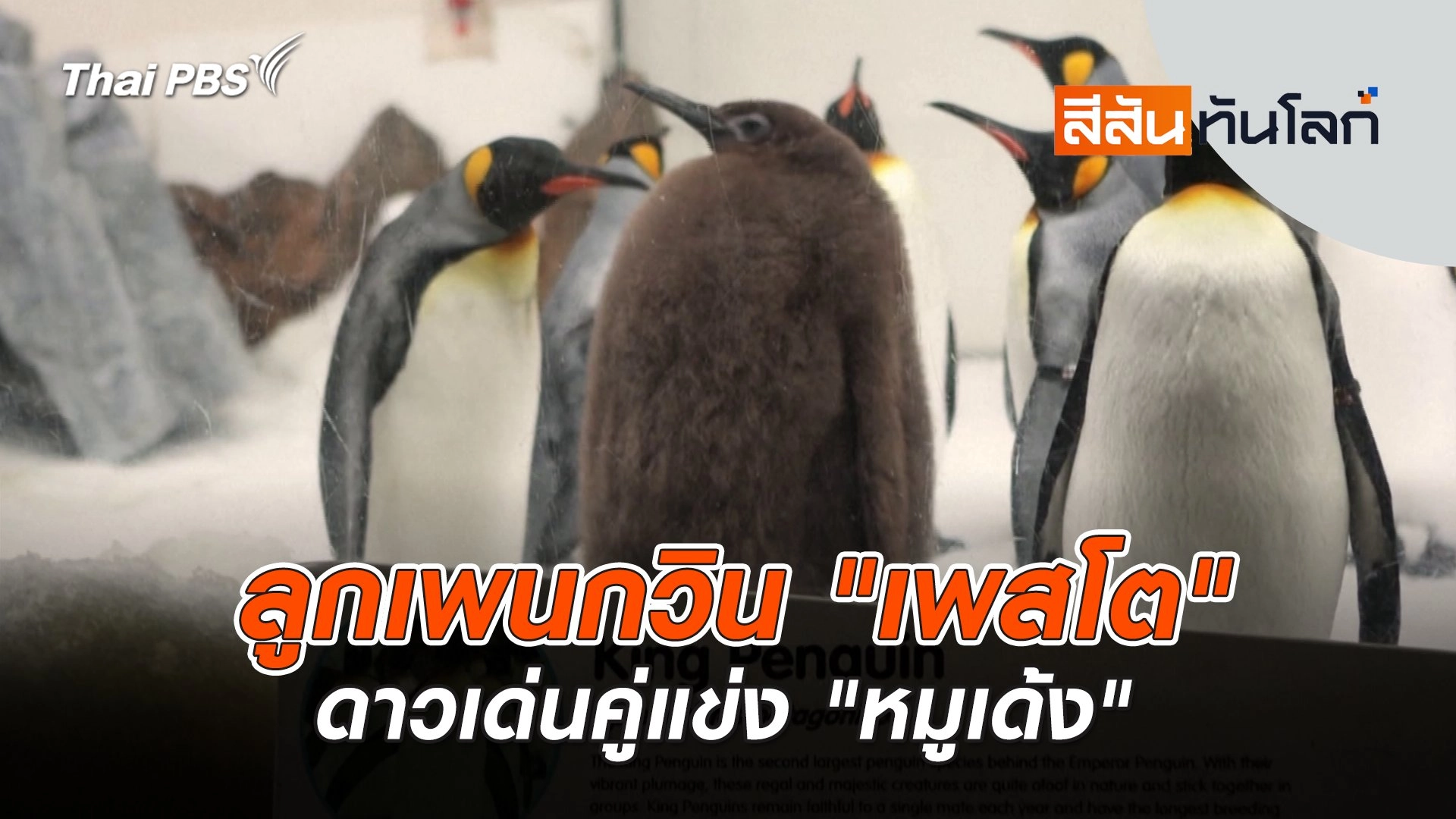 ลูกเพนกวิน "เพสโต" ดาวเด่นคู่แข่ง "หมูเด้ง" | สีสันทันโลก | 28 ก.ย. 67