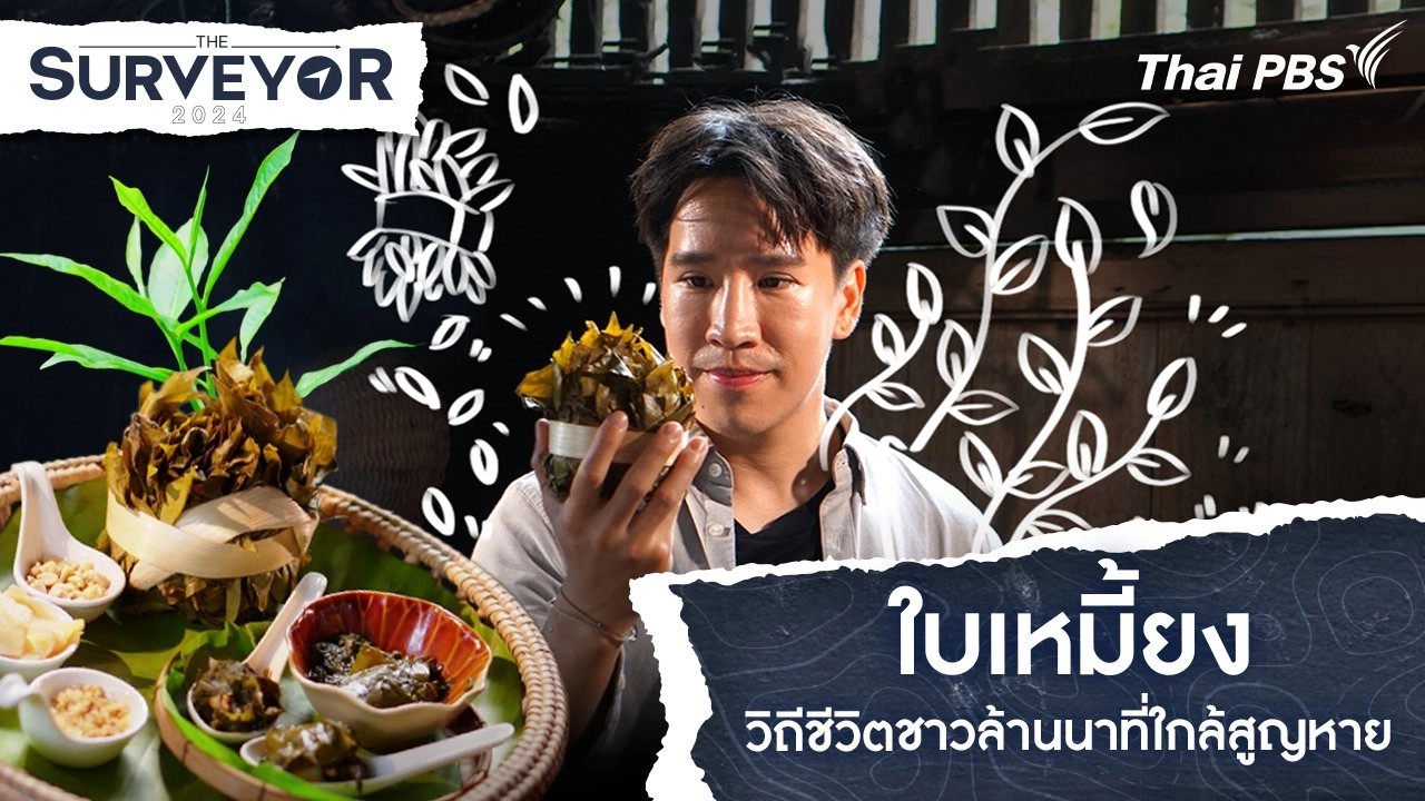 ใบเหมี้ยง วิถีชีวิตชาวล้านนาที่ใกล้สูญหาย