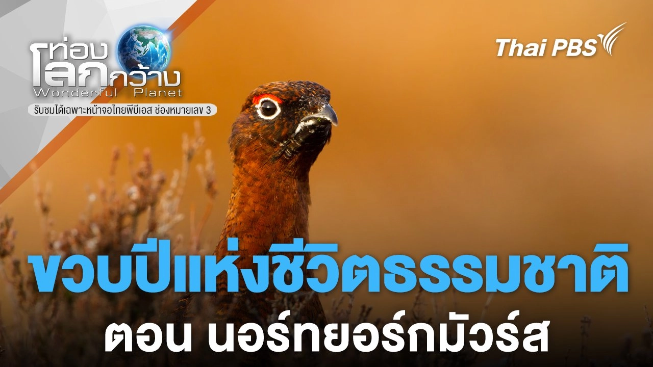 ขวบปีแห่งชีวิตธรรมชาติ ตอนที่ 2 นอร์ทยอร์กมัวร์ส