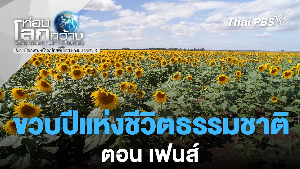 ขวบปีแห่งชีวิตธรรมชาติ ตอนที่ 3 เฟนส์
