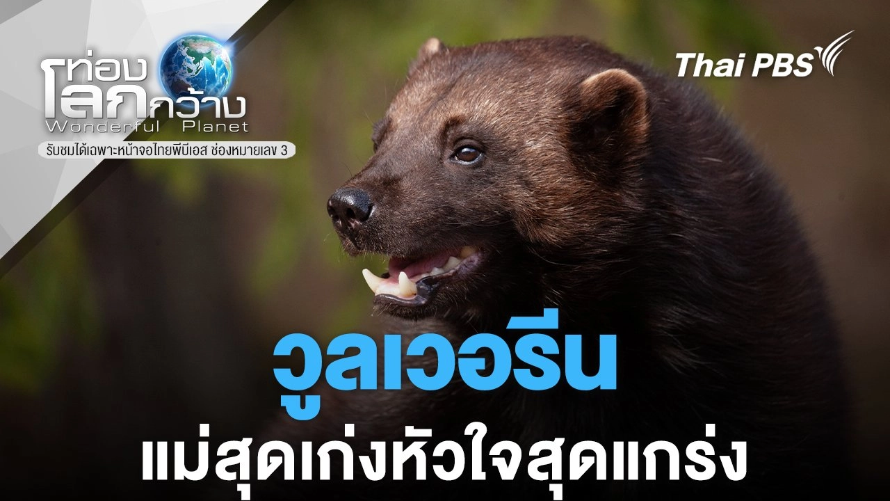 วูลเวอรีน - แม่สุดเก่งหัวใจสุดแกร่ง