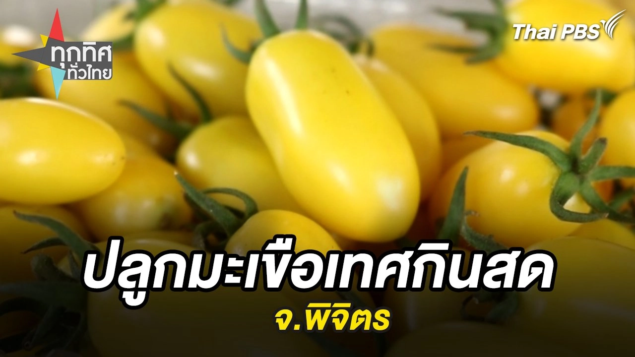 ปลูกมะเขือเทศกินสด จ.พิจิตร