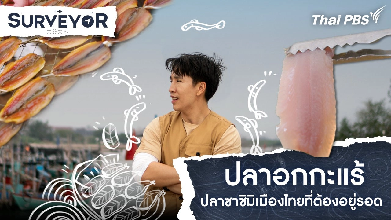 ปลาอกกะแร้ ปลาซาซิมิเมืองไทยที่ต้องอยู่รอด