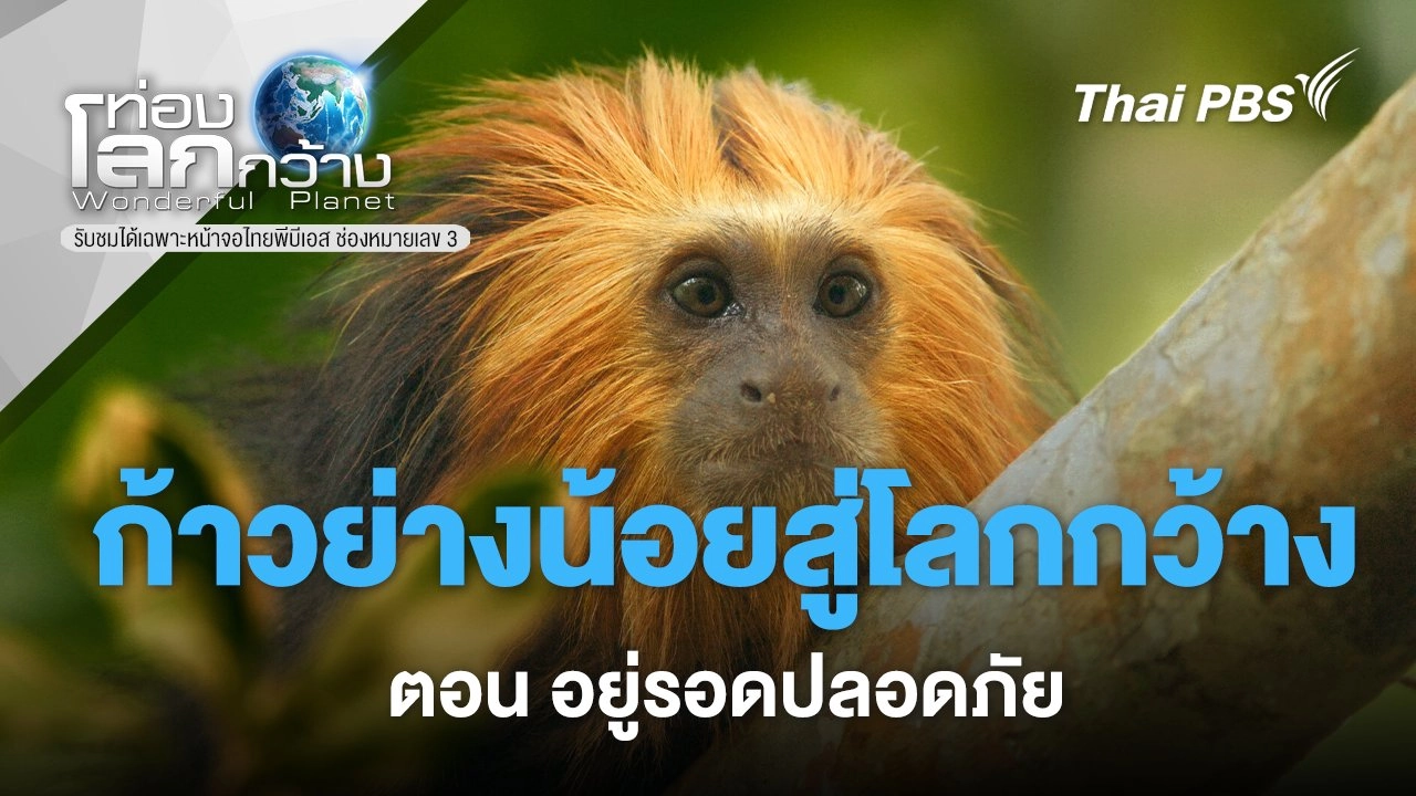 ก้าวย่างน้อยสู่โลกกว้าง ตอน อยู่รอดปลอดภัย