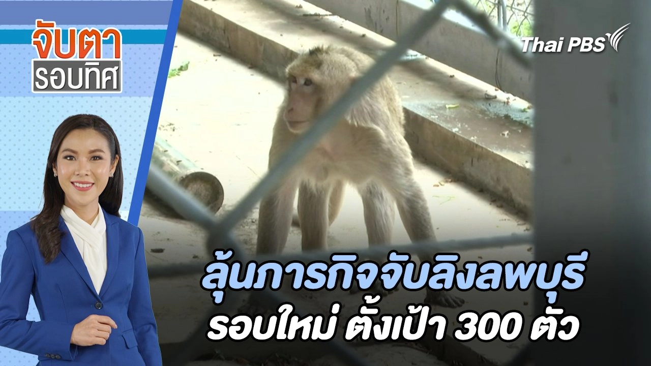 ลุ้นภารกิจจับลิงลพบุรีรอบใหม่ ตั้งเป้า 300 ตัว | จับตารอบทิศ | 24 พ.ค. 67