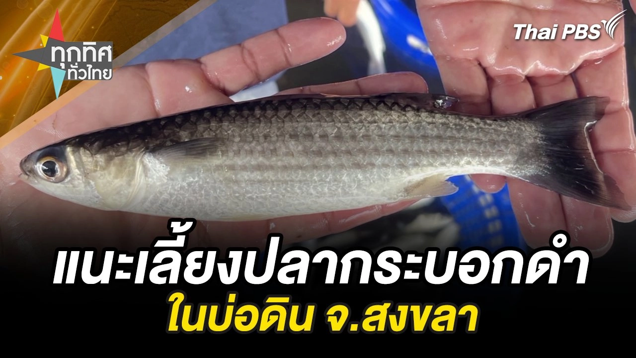 แนะเลี้ยงปลากระบอกดำในบ่อดิน จ.สงขลา