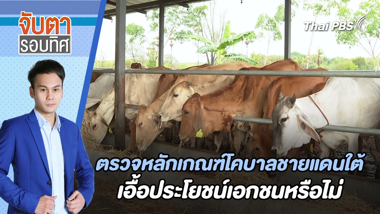 ตรวจหลักเกณฑ์โคบาลชายแดนใต้เอื้อประโยชน์เอกชนหรือไม่ | จับตารอบทิศ | 28 พ.ค. 67