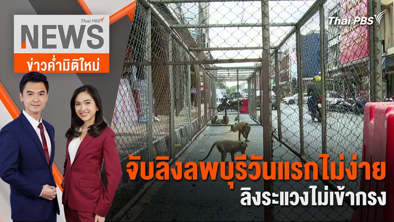 จับลิงลพบุรีวันแรกไม่ง่าย ลิงระแวงไม่เข้ากรง | 24 พ.ค. 67