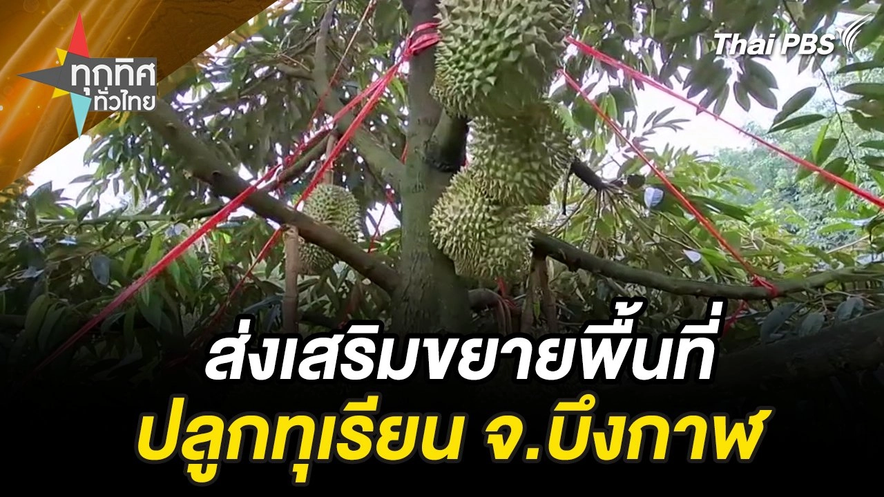 ส่งเสริมขยายพื้นที่ปลูกทุเรียน จ.บึงกาฬ