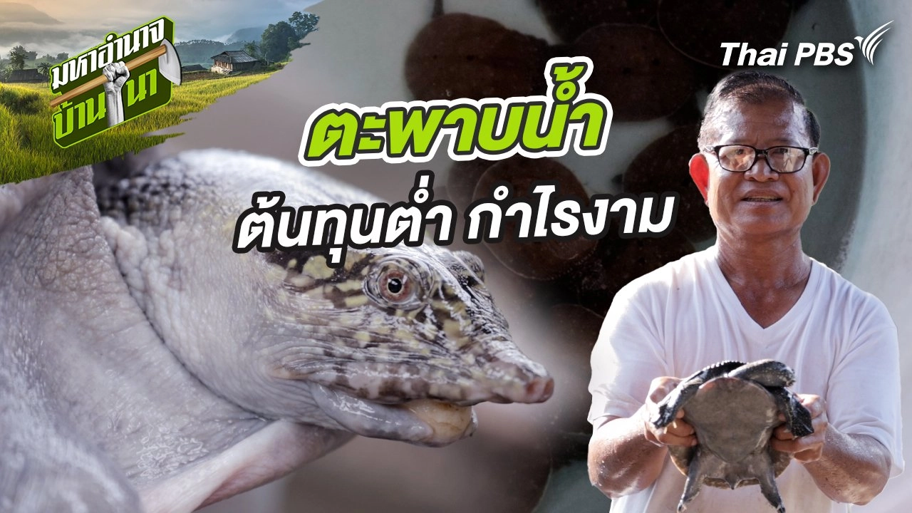 ตะพาบน้ำ ต้นทุนต่ำ กำไรงาม