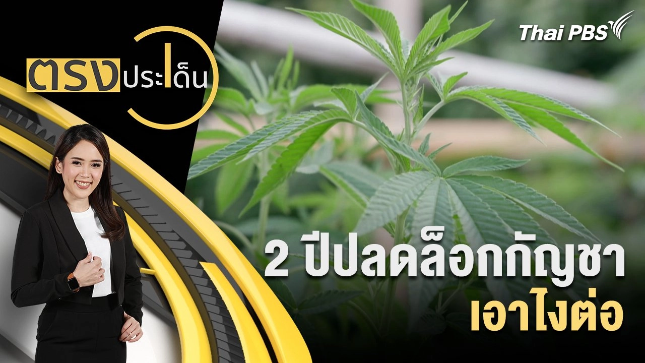 2 ปีปลดล็อกกัญชา เอาไงต่อ