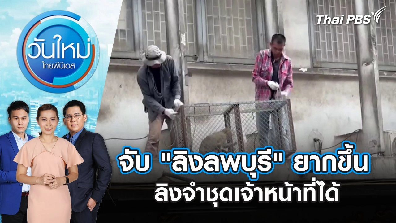 จับ "ลิงลพบุรี" ยากขึ้น ลิงจำชุดเจ้าหน้าที่ได้  | วันใหม่ ไทยพีบีเอส | 13 มิ.ย. 67