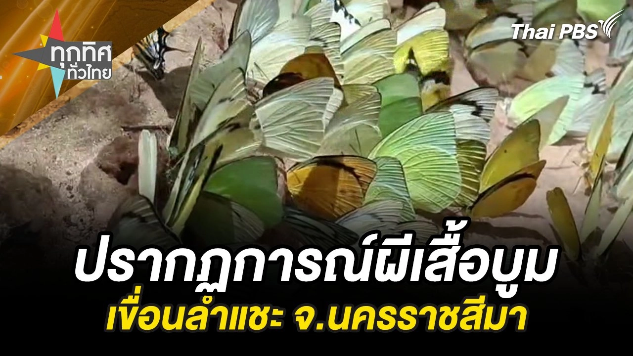 ปรากฏการณ์ผีเสื้อบูมเขื่อนลำแชะ จ.นครราชสีมา