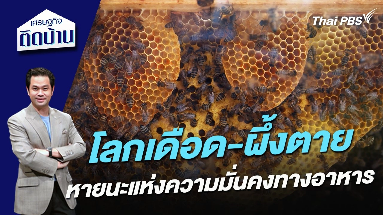 โลกเดือด-ผึ้งตาย หายนะแห่งความมั่นคงทางอาหาร