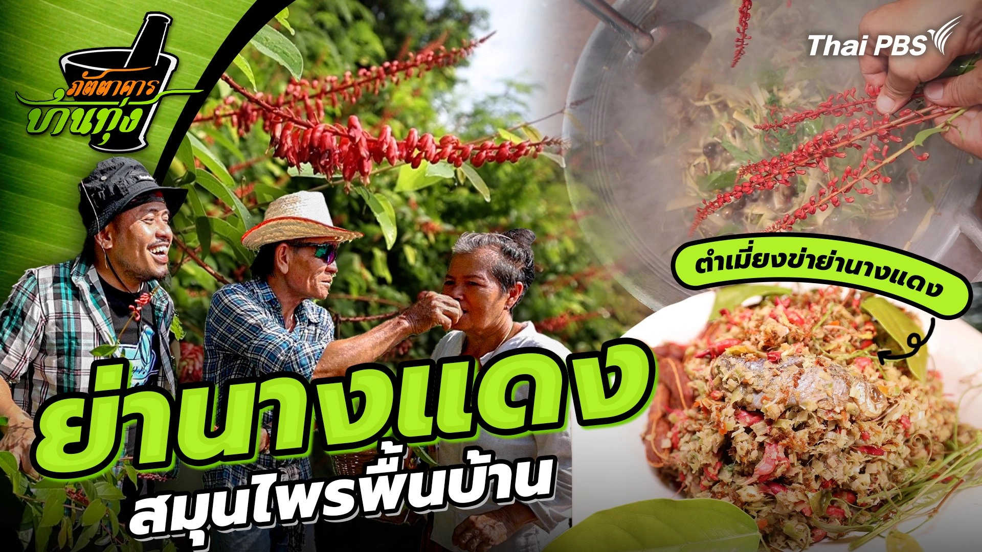 ย่านางแดง