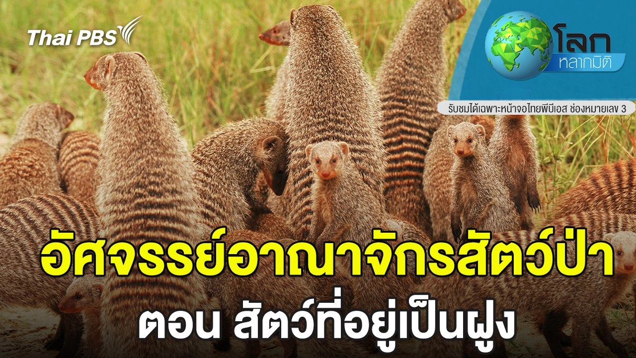 อัศจรรย์อาณาจักรสัตว์ป่า  ตอน สัตว์ที่อยู่เป็นฝูง