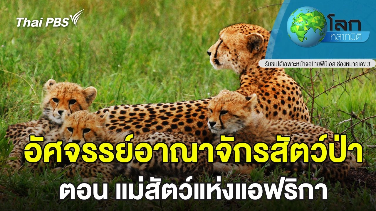 อัศจรรย์อาณาจักรสัตว์ป่า ตอน แม่สัตว์แห่งแอฟริกา