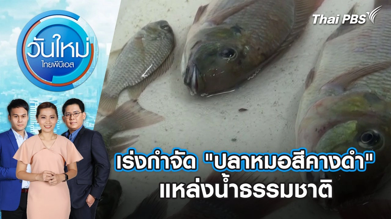 เร่งกำจัด "ปลาหมอสีคางดำ" แหล่งน้ำธรรมชาติ | วันใหม่ ไทยพีบีเอส | 5 ก.ค. 67