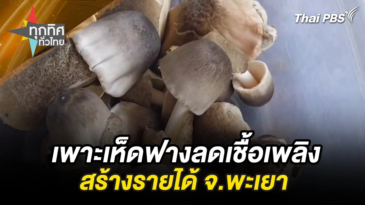 เพาะเห็ดฟางลดเชื้อเพลิงสร้างรายได้ จ.พะเยา