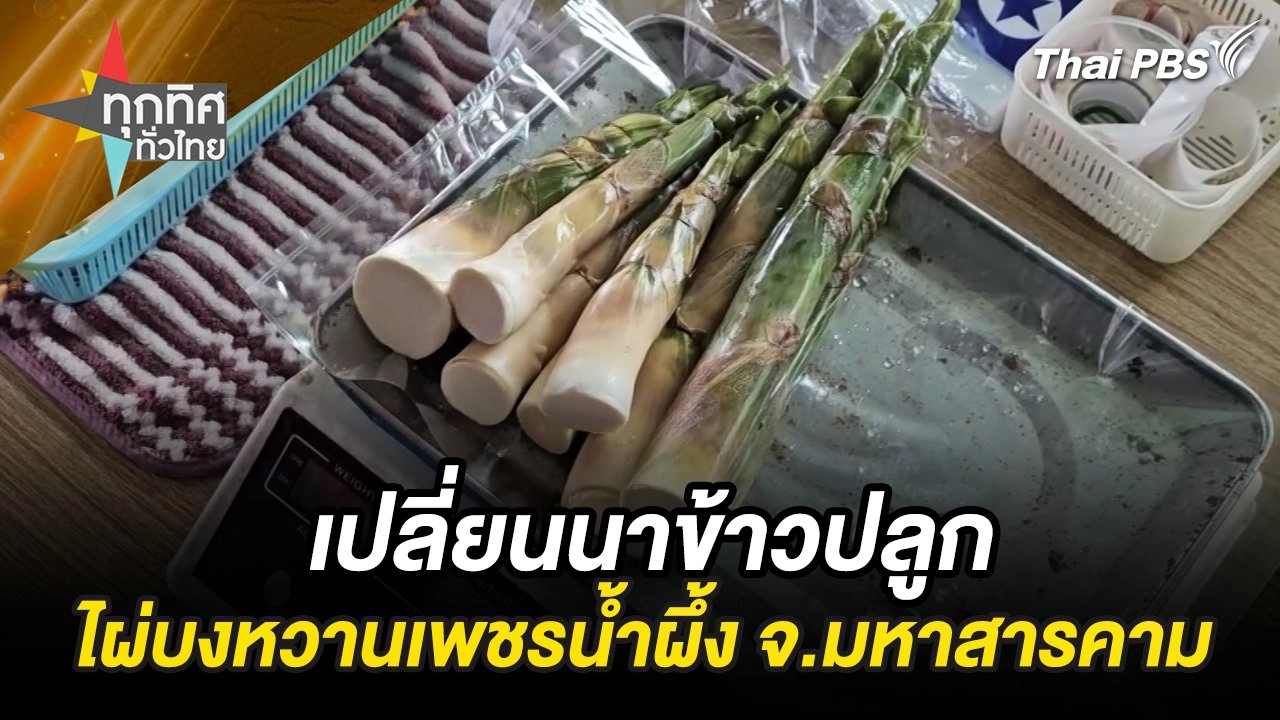 เปลี่ยนนาข้าวปลูกไผ่บงหวานเพชรน้ำผึ้ง จ.มหาสารคาม