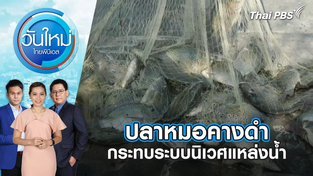 ปลาหมอคางดำ กระทบระบบนิเวศแหล่งน้ำ | วันใหม่ ไทยพีบีเอส | 9 ก.ค. 67