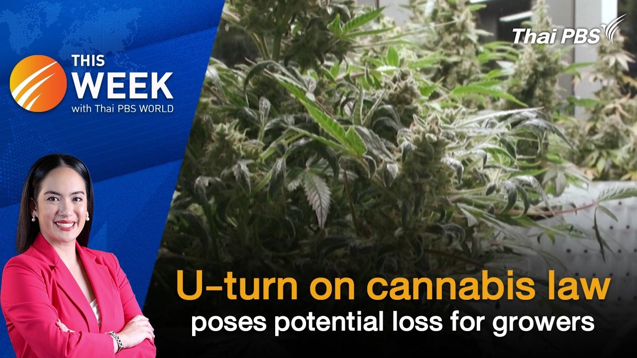 U-turn on cannabis law poses potential loss for growers | 12 Jul 2024
