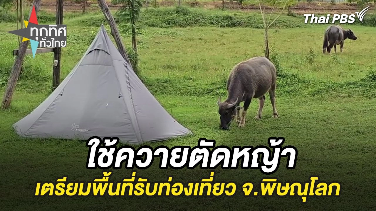 ใช้ควายตัดหญ้าเตรียมพื้นที่รับท่องเที่ยว จ.พิษณุโลก