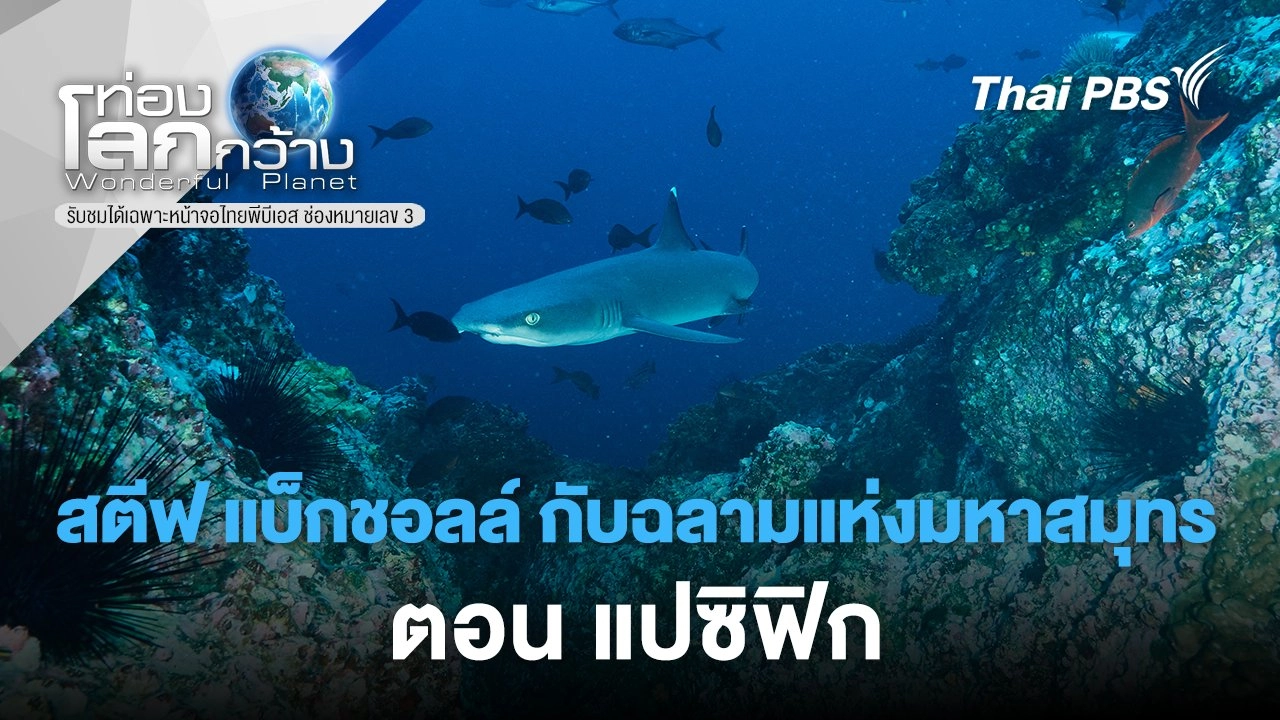 สตีฟ แบ็กชอลล์ กับฉลามแห่งมหาสมุทร ตอน แปซิฟิก