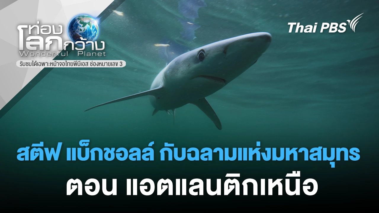 สตีฟ แบ็กชอลล์ กับฉลามแห่งมหาสมุทร ตอน แอตแลนติกเหนือ
