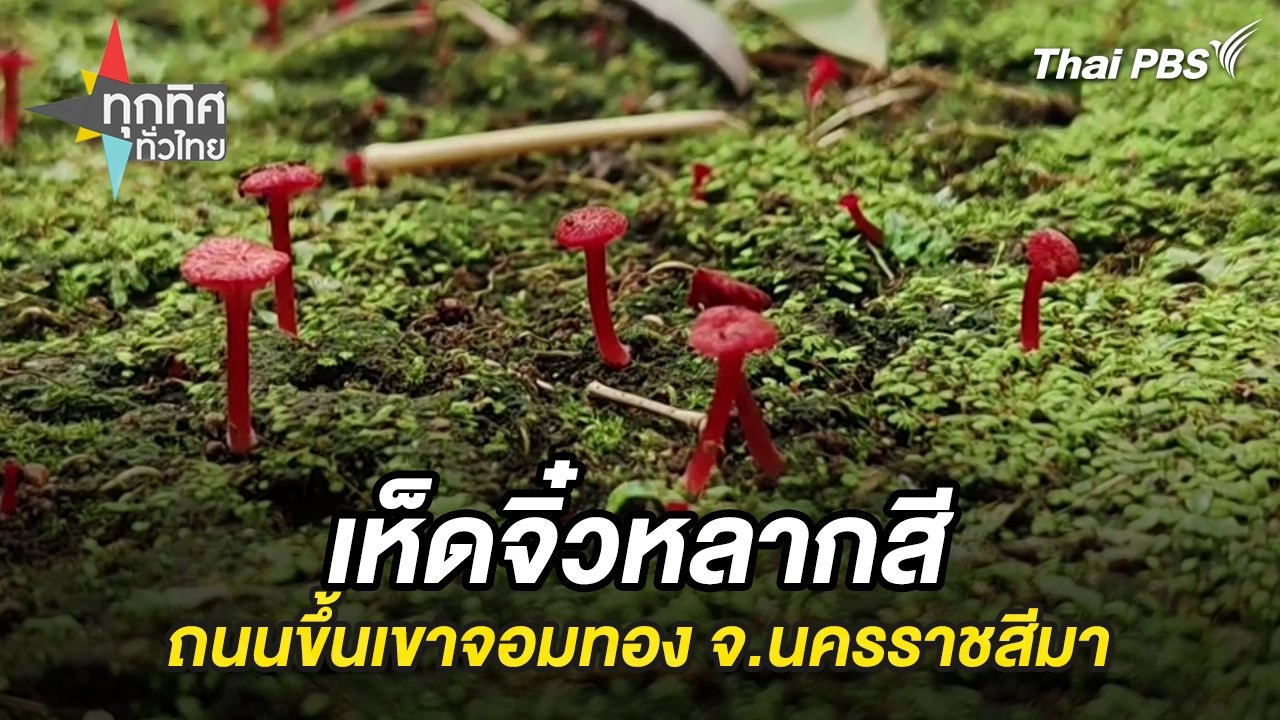 เห็ดจิ๋วหลากสีถนนขึ้นเขาจอมทอง จ.นครราชสีมา