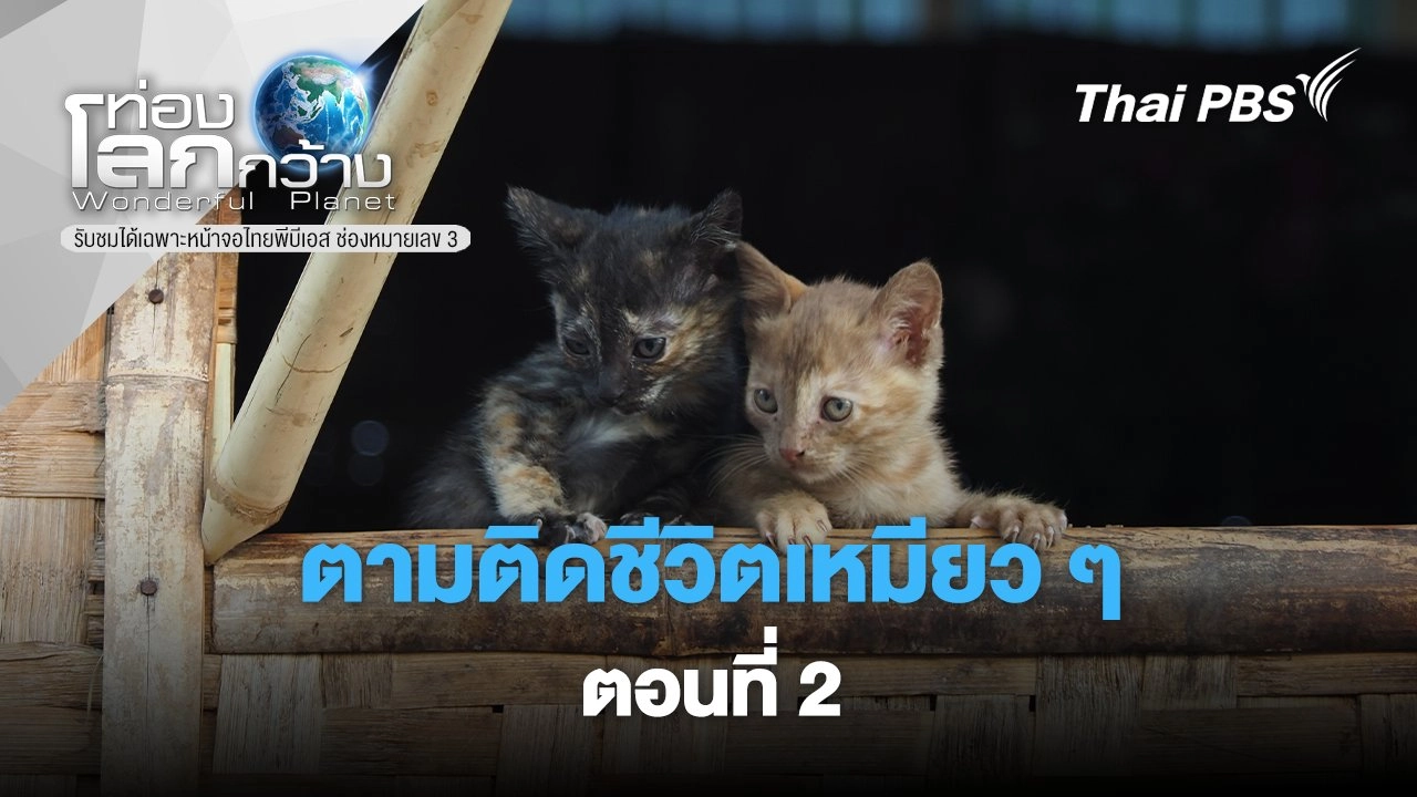 ตามติดชีวิตเหมียว ๆ ตอนที่ 2