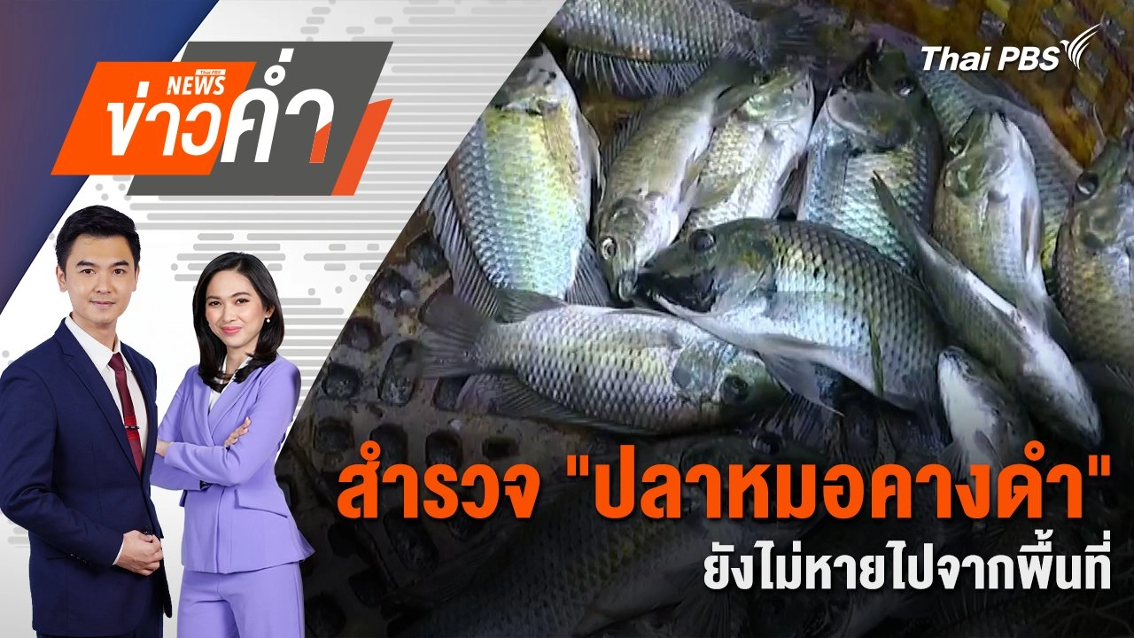 สำรวจ "ปลาหมอคางดำ" ยังไม่หายไปจากพื้นที่ | 7 ม.ค. 68