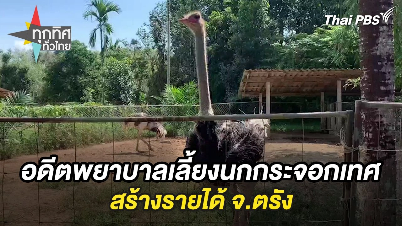 อดีตพยาบาลเลี้ยงนกกระจอกเทศสร้างรายได้ จ.ตรัง