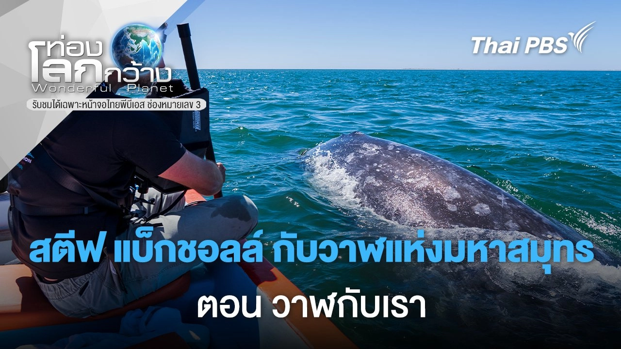 สตีฟ แบ็กชอลล์ กับวาฬแห่งมหาสมุทร ตอน วาฬกับเรา